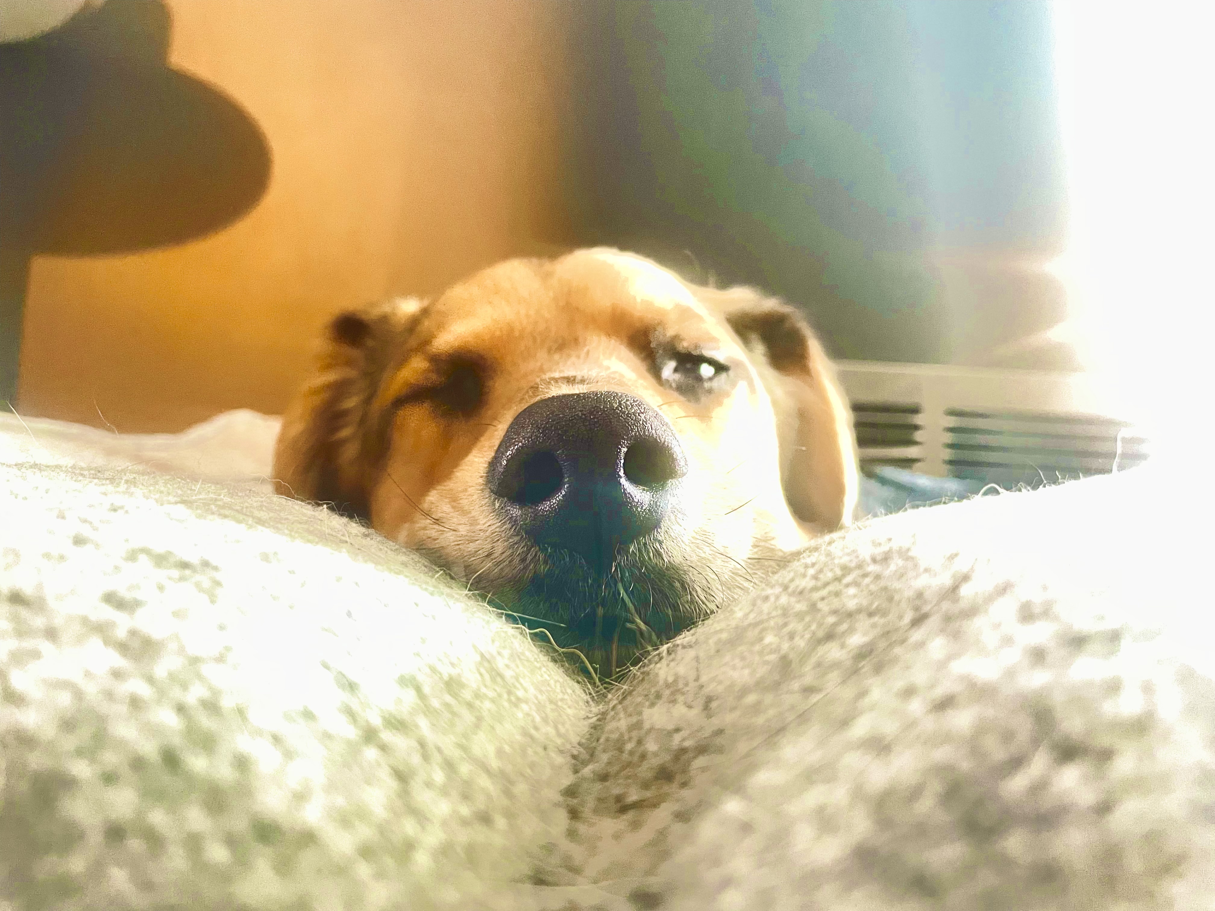 Best Dog Ever Picture